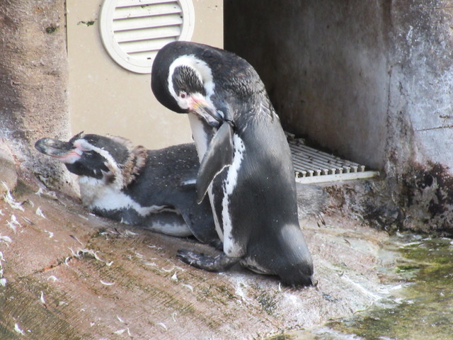 東山動植物園 ペンギンのいる動物園水族館